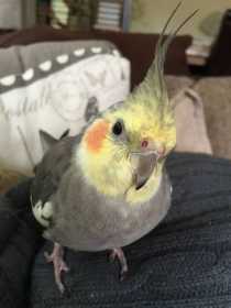 Lost Cockatiel