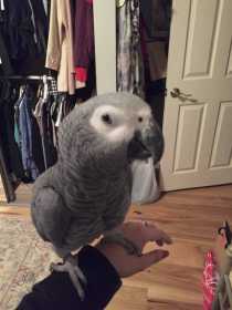 Lost African Grey
