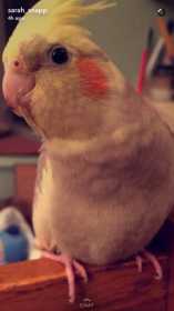 Lost Cockatiel