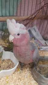 Lost Galah Cockatoo