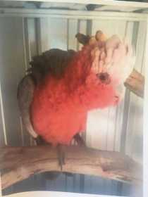 Lost Galah Cockatoo