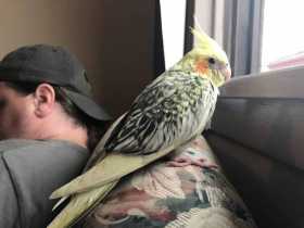 Lost Cockatiel