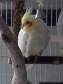 Lost Cockatiel
