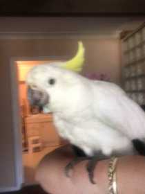 Lost Cockatoo