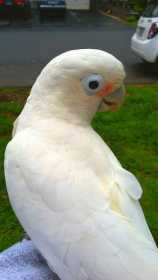 Lost Cockatoo