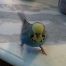 Lost Budgerigar