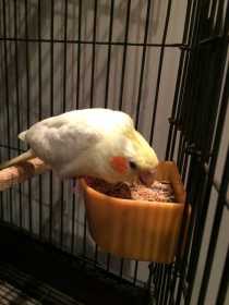 Lost Cockatiel