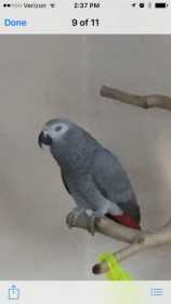 Lost African Grey