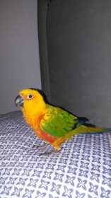 Lost Conure