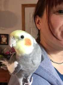 Lost Cockatiel