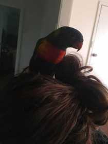 Lost Lory / Lorikeet