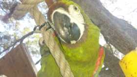 Lost Macaw