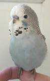 Lost Budgerigar