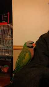 Lost Mustached / Moustached Parakeet
