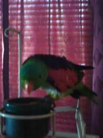 Lost Bourke's Parakeet