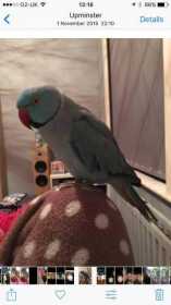 Lost Indian Ringneck Parakeet