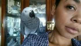 Lost African Grey
