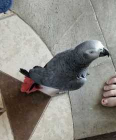 Lost African Grey
