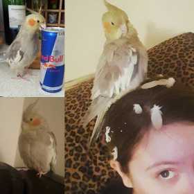 Lost Cockatiel