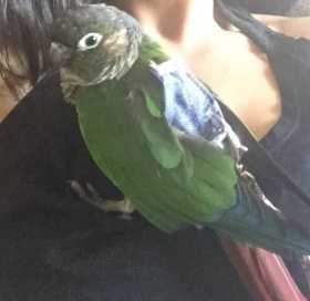 Lost Conure