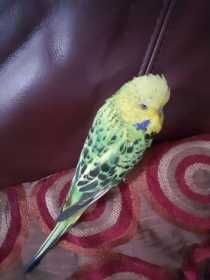 Lost Budgerigar