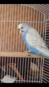 Lost Budgerigar