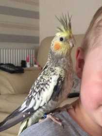 Lost Cockatiel