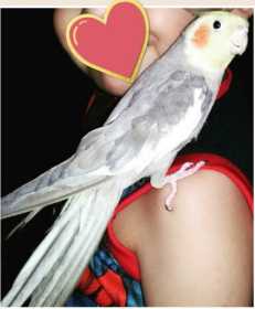 Lost Cockatiel