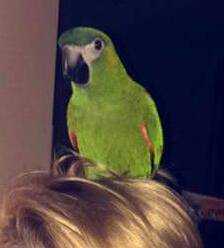 Lost Conure