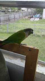 Lost Conure