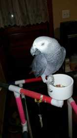 Lost African Grey