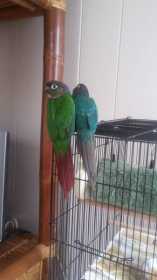 Lost Conure