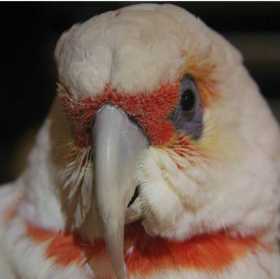 Lost Corella Cockatoo