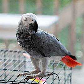 Lost African Grey