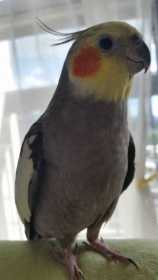 Lost Cockatiel
