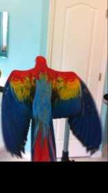 Lost Macaw