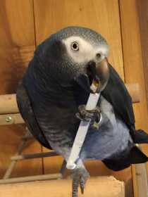 Lost African Grey