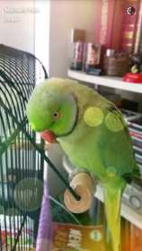 Lost Indian Ringneck Parakeet