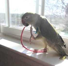 Lost Indian Ringneck Parakeet