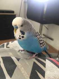 Lost Budgerigar