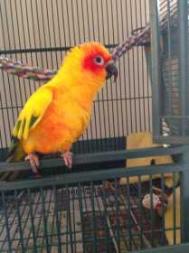 Lost Conure