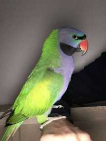 Lost Derbyan Parakeet