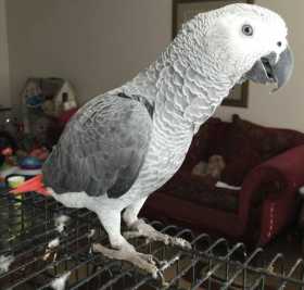 Lost African Grey