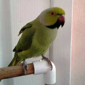 Lost African Ringneck Parakeet
