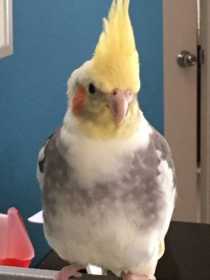 Lost Cockatiel