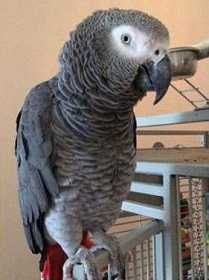 Lost African Grey