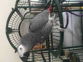 Lost African Grey