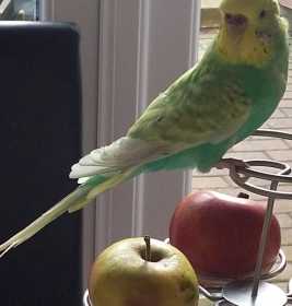 Lost Budgerigar