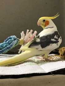 Lost Cockatiel