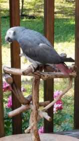 Lost African Grey